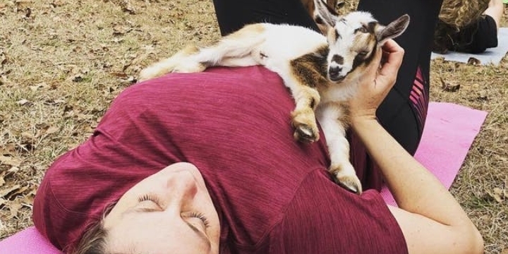 ATX Goat Yoga at Pioneer Farms