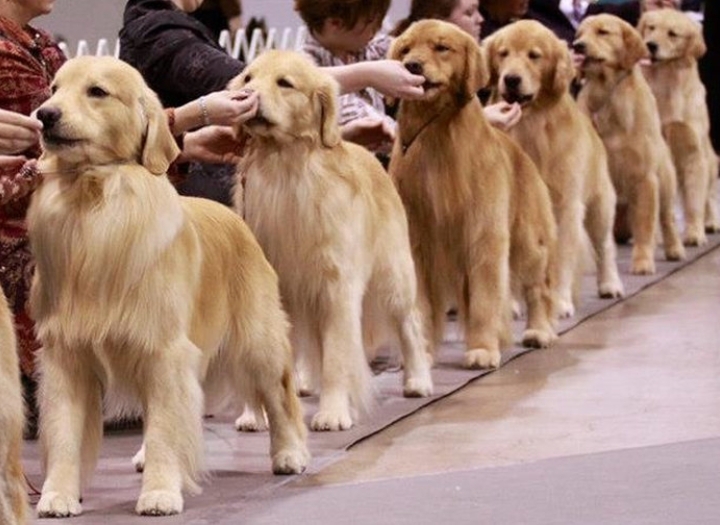 Skokie Valley Kennel Club Dog Show