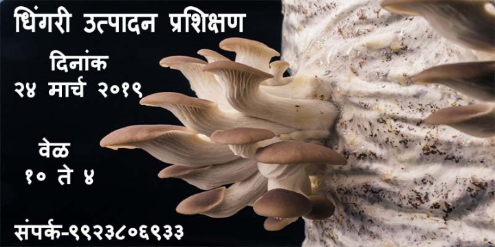 Oyster Mushroom Cultivation Training in Kolhapur- 24 March 2019