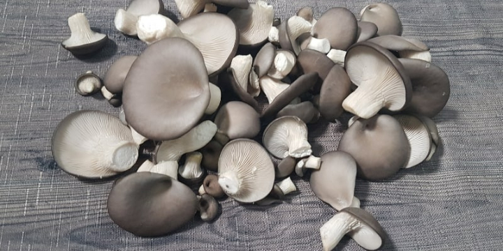 Oyster Mushroom Cultivation Training in Kolhapur-29 September 2019