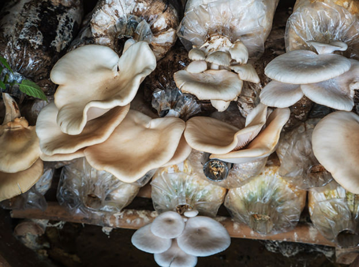Oyster Mushroom Cultivation Training in Kolhapur-13 October 2019